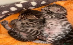 Bengal cats for sale: Stunning Pure Bengals family ❤️ TICA - Image 13