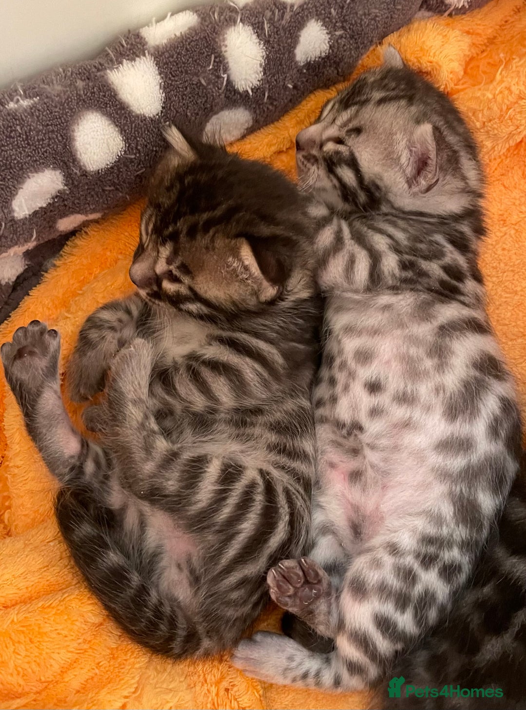 Bengal cats for sale: Stunning Pure Bengals family ❤️ TICA - Image 13