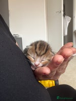 British Shorthair cats - Advert 14