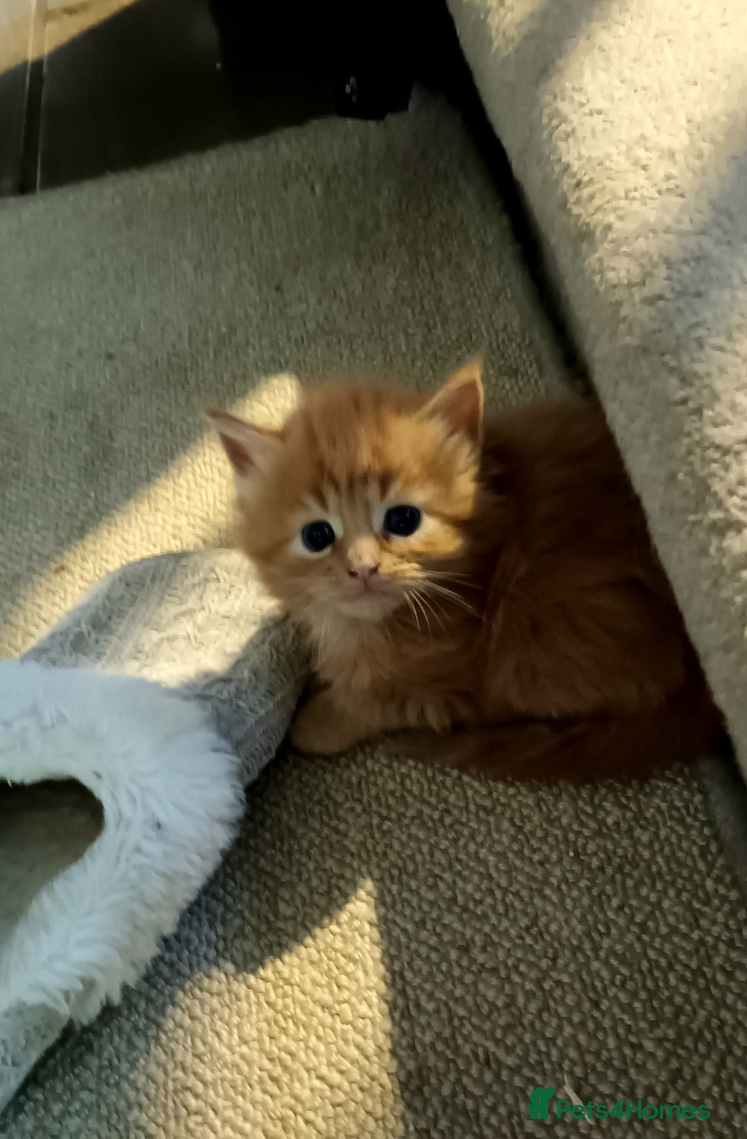 Persian cats for sale: Persian X Beautiful friendly ginger kittens  - Image 3