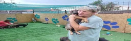 Mixed Breed dogs for adoption: 🐾💛 ANGELA – A LITTLE GIRL FOR A LOVING HOME 💛🐾 - Advert 12