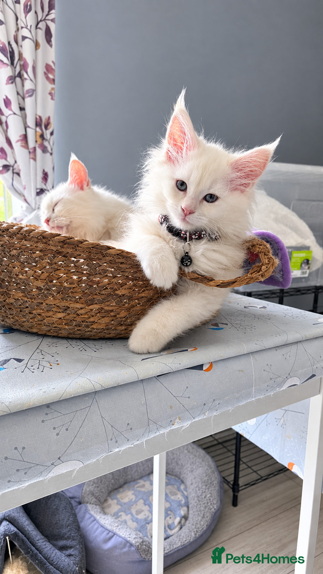 Mixed Breed cats for sale: 5 Maine Coon Mixed-Breed – 2 Boys & 3 Girls - Advert 2