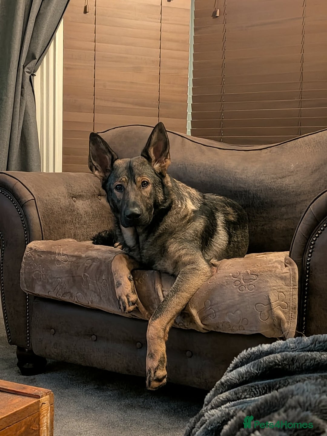 German Shepherd dogs for sale: 17 month GSD male (intact) - Advert 1