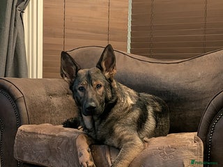German Shepherd dogs 17 month GSD male (intact) - Advert 7
