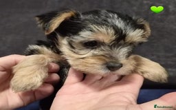 Yorkshire Terrier dogs for sale: Yorkshire terrier puppies (3 girls) - Image 20