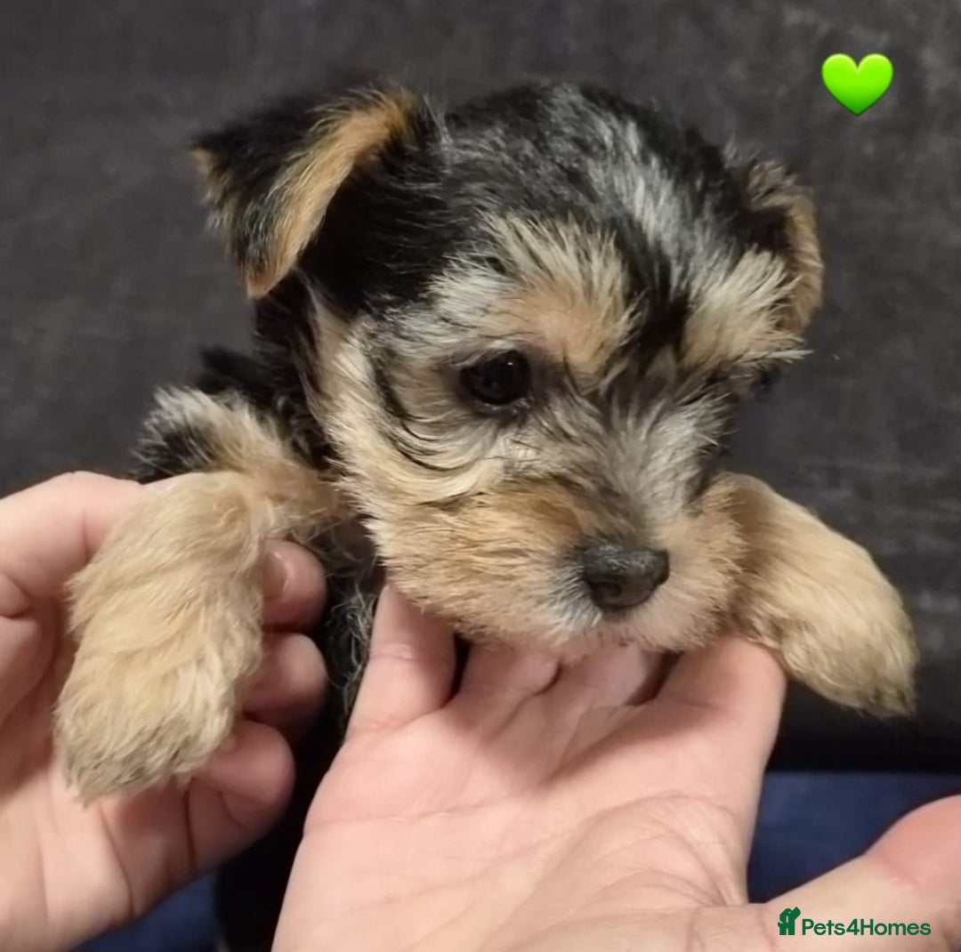 Yorkshire Terrier dogs for sale: Yorkshire terrier puppies (3 girls) - Image 20