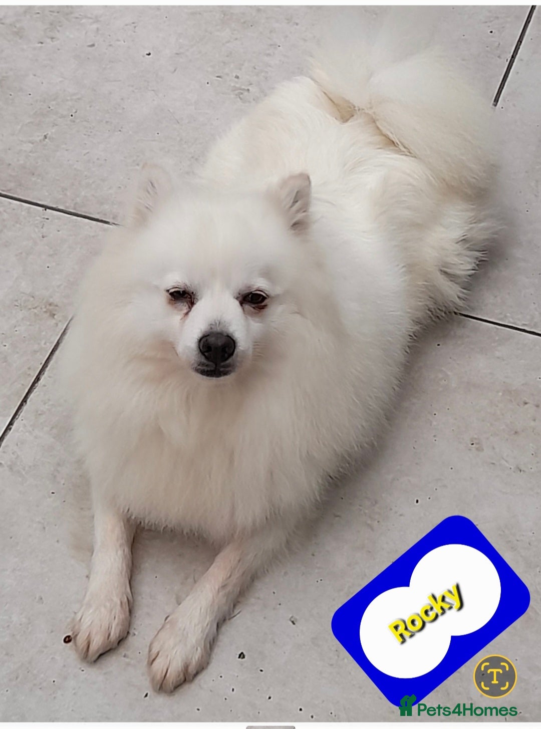 Pomsky dogs for sale: Pomsky boy F2 for new home  - Image 4