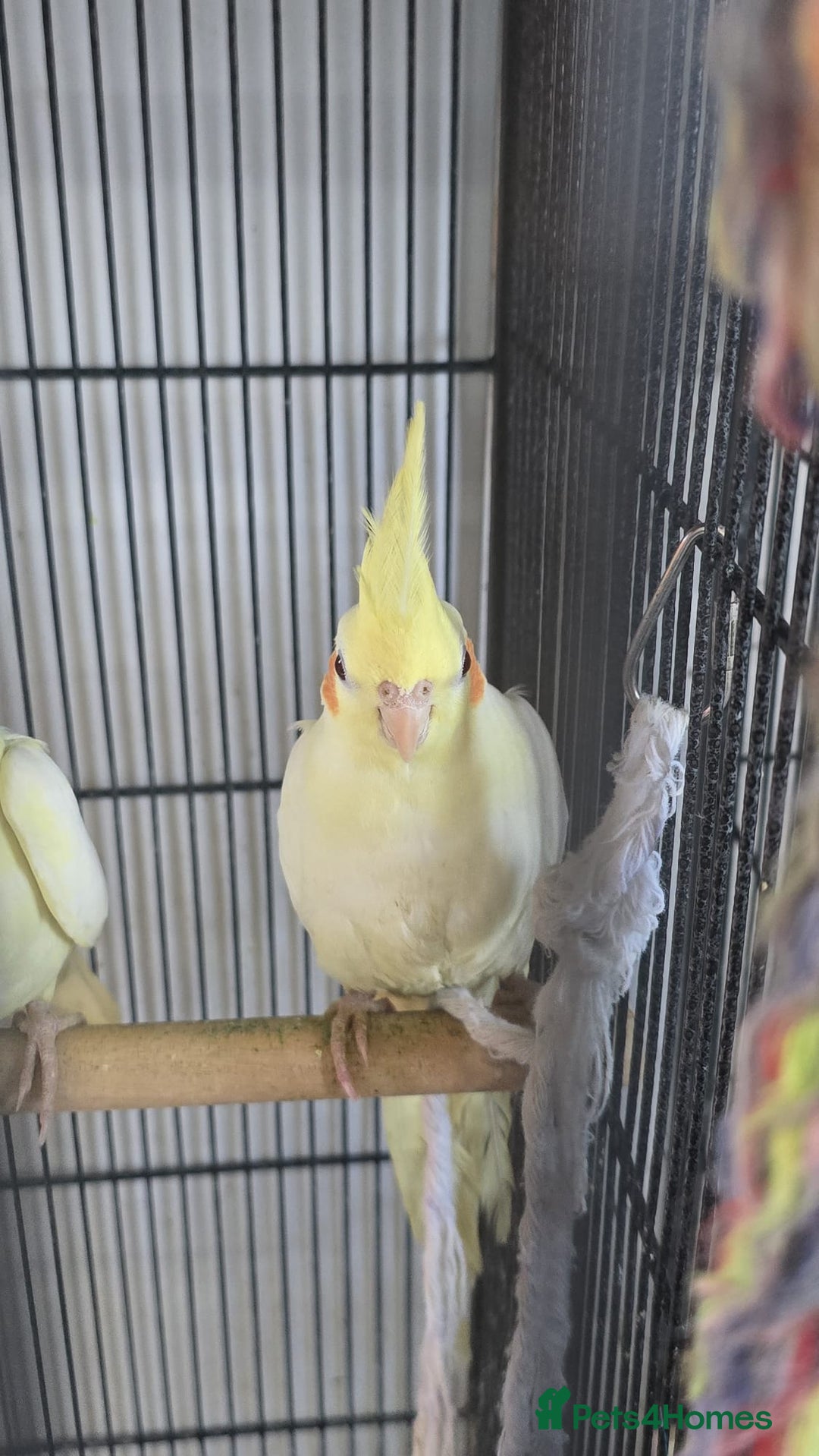 Cockatiels birds for sale: Young avairy Bred cockatiels  - Advert 6