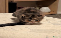 Mixed Breed cats for sale: 4 beautiful kittens for sale  - Image 24