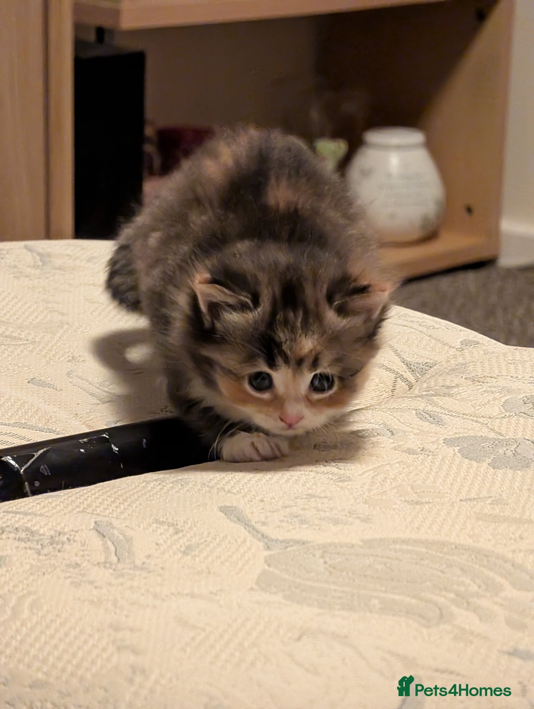 Mixed Breed cats for sale: 4 beautiful kittens for sale  - Image 24