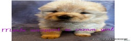 Chow Chow dogs for sale: Stunning chow chow puppies  - Advert 25