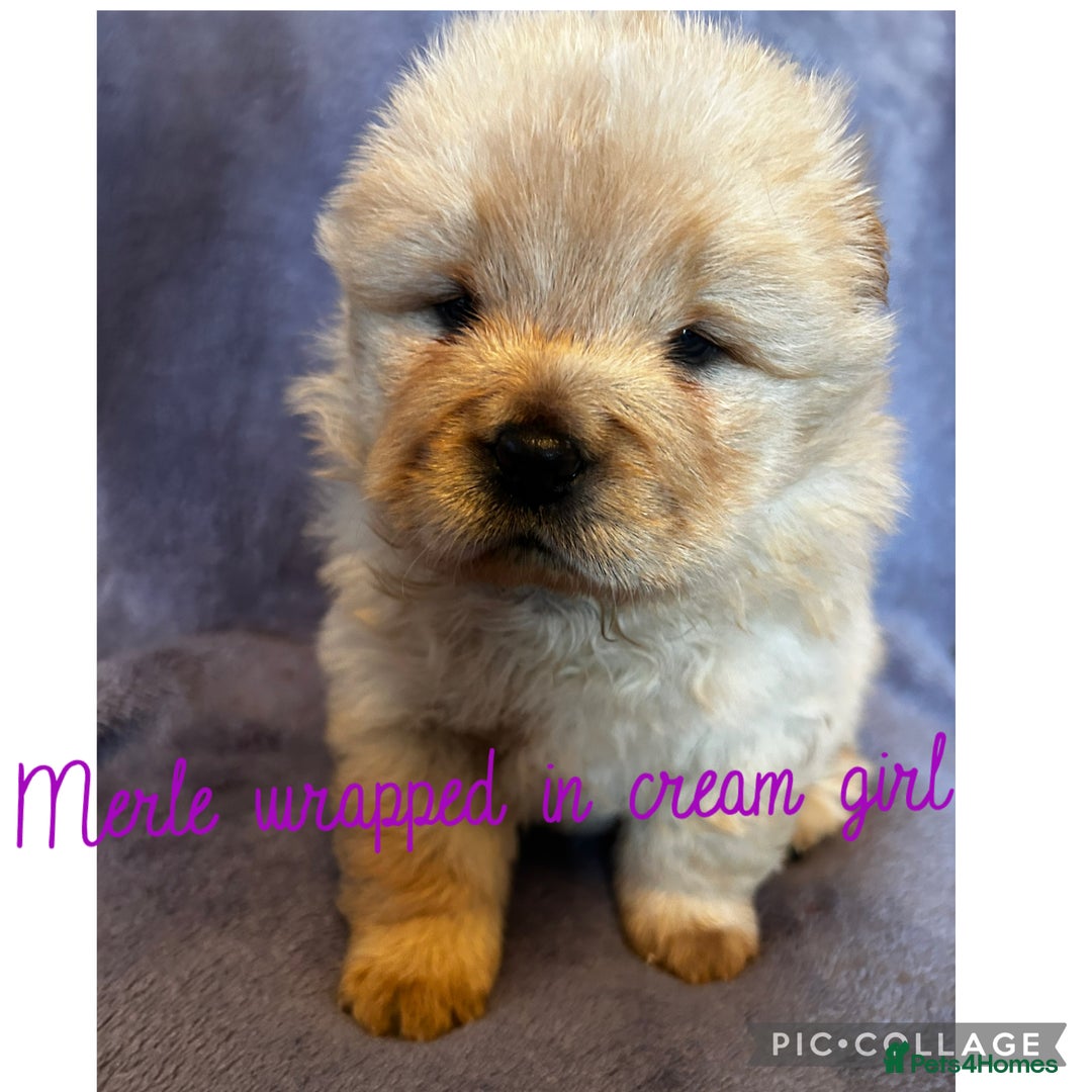 Chow Chow dogs for sale: Stunning chow chow puppies  - Advert 25