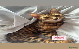 Bengal cats for sale: BENGAL KITTENS FOR SALE - Image 7