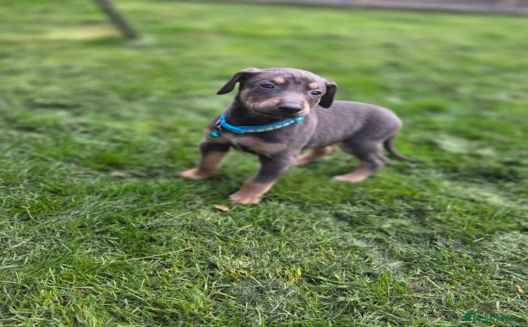Mixed Breed dogs - Advert 3