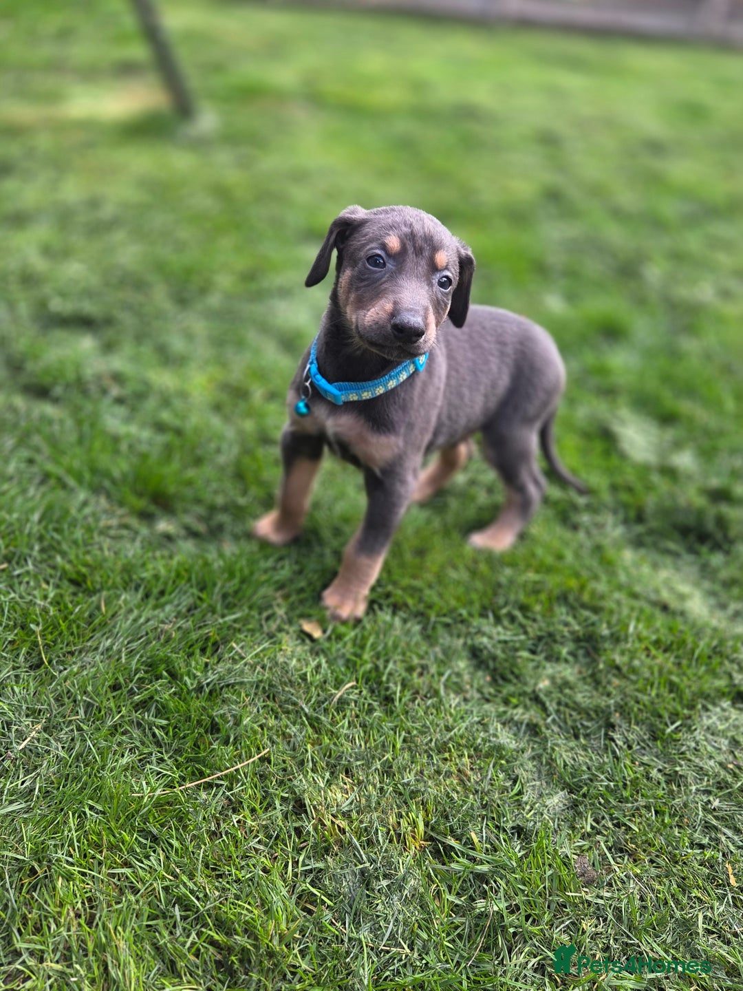 Mixed Breed dogs for sale: Dobermann cross puppies  - Image 1