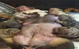 English Bulldog dogs for sale: Bettie & 007 babies short compact   - Image 3