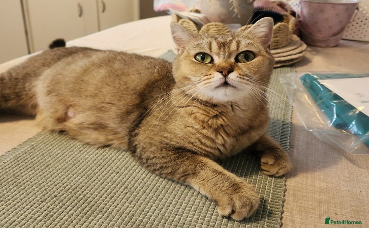 British Shorthair cats - Advert 12