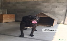 Mixed Breed dogs for adoption: Gilbert, 6 yrs old. Reserved stc. - Image 3