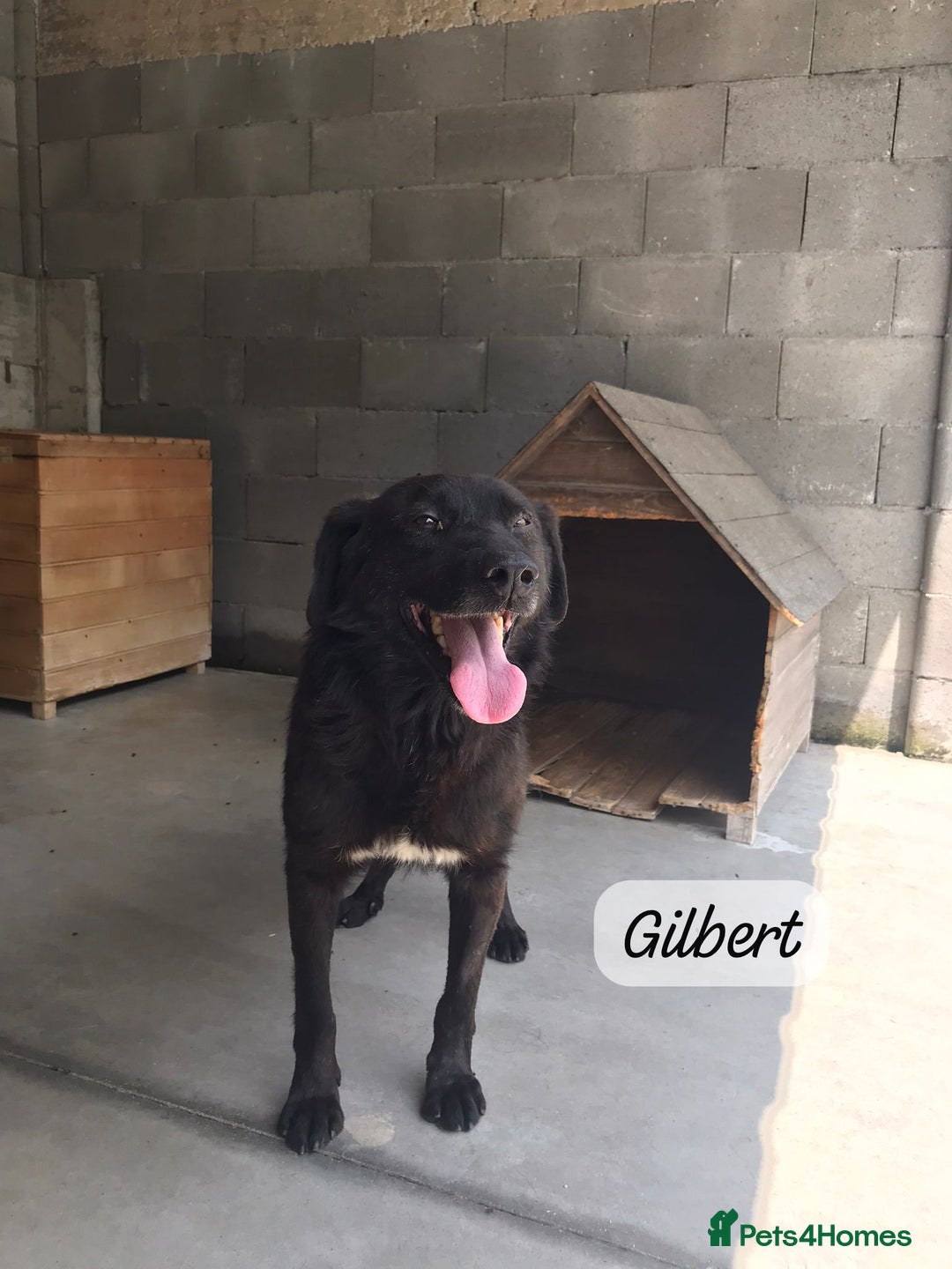 Mixed Breed dogs for adoption: Gilbert, 6 yrs old. Reserved stc. - Image 3