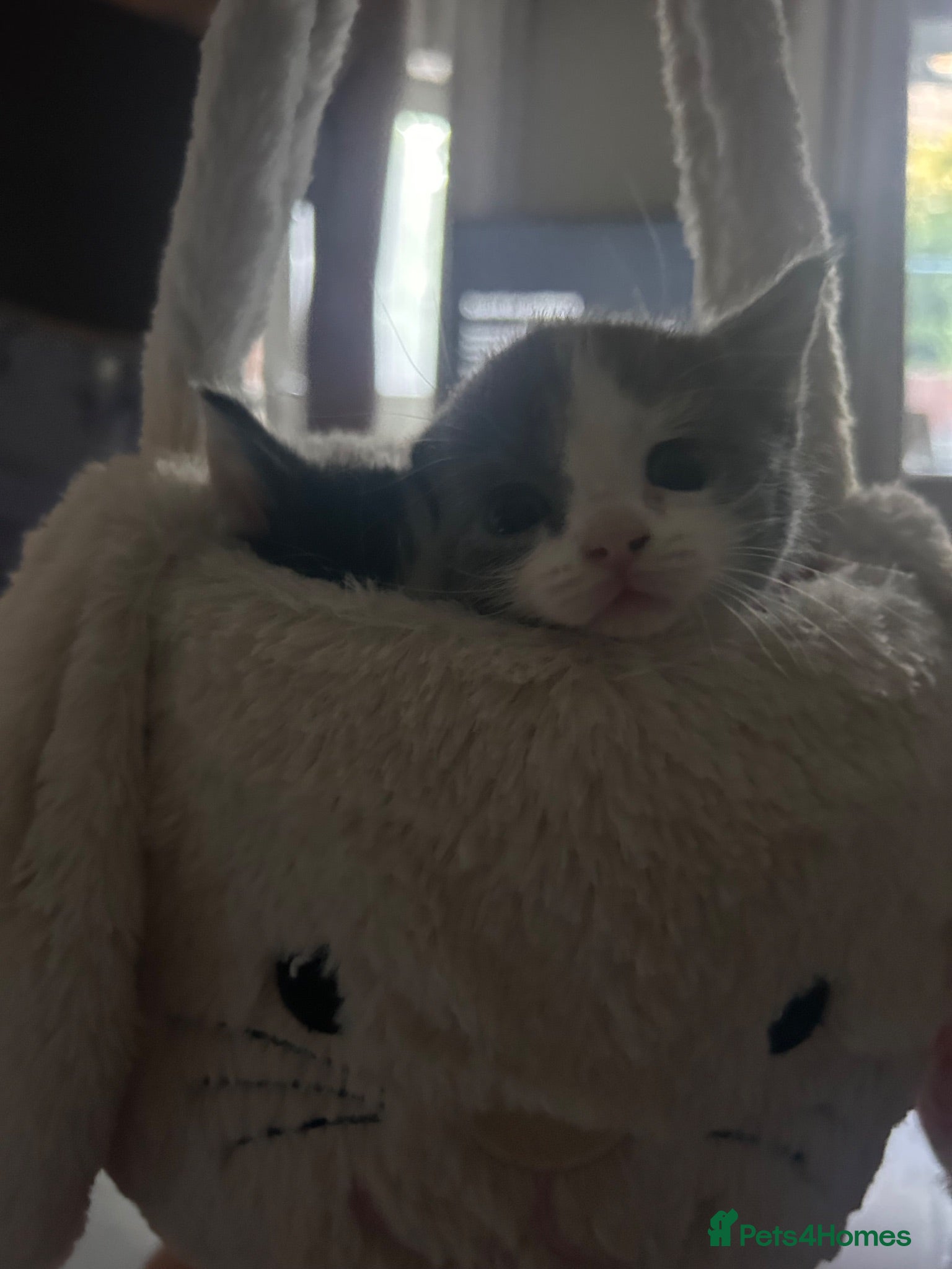 British Shorthair cats Kittens! 1 left ready to leave  - Advert 20