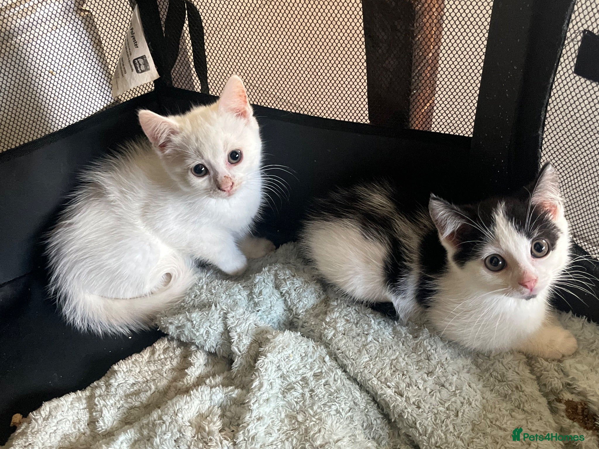 Mixed Breed cats Pure white and black and white kittens  - Advert 16