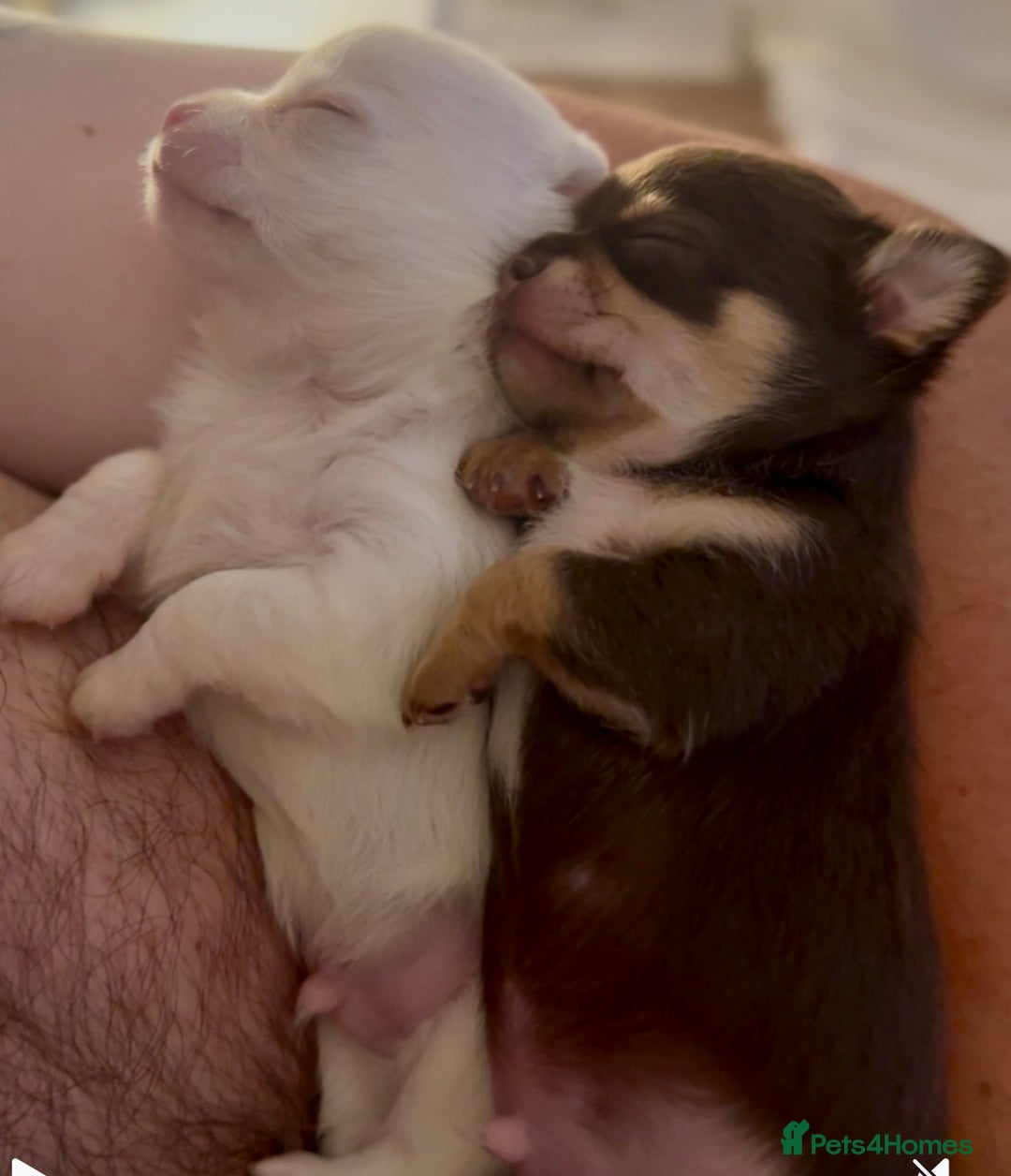 Chihuahua dogs for sale: XS Chocolate and Tan wrapped in Cream Boy  - Image 30