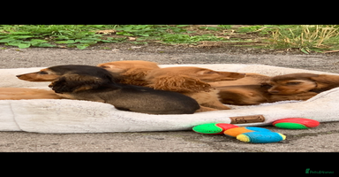 Cocker Spaniel dogs - Advert 12