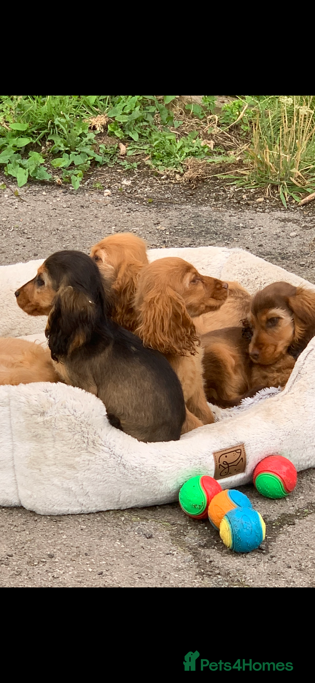 Cocker Spaniel dogs for sale: QUALITY KC SHOW COCKER SPANIEL PUPPIES - Image 3