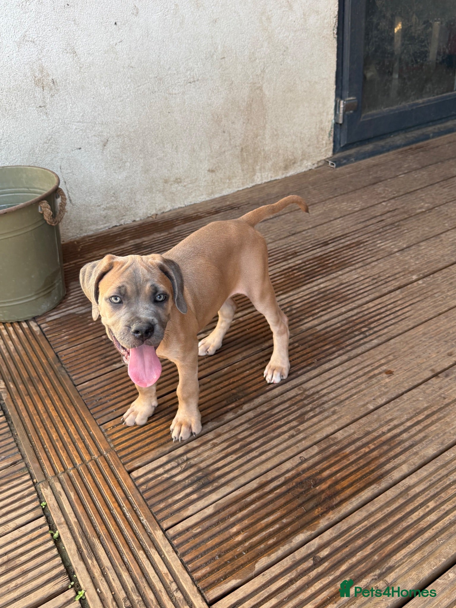 Cane Corso dogs Last stunning formentino girl left 😍 - Advert 1