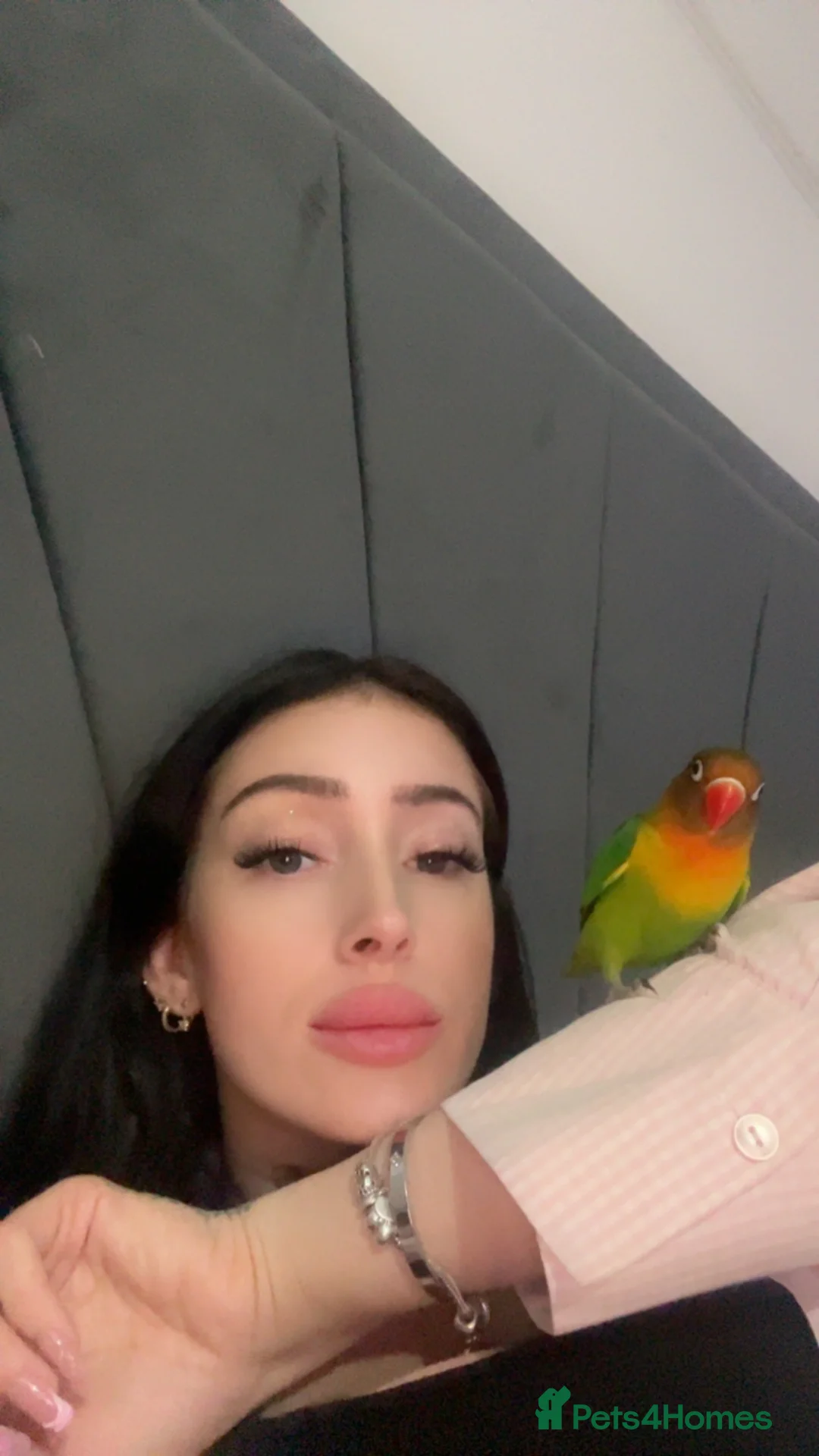 Lovebirds birds for sale: Beautiful silly tame Fischer love bird  - Advert 7