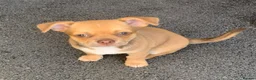 Chihuahua dogs for sale: Chihuahua boy - Advert 5