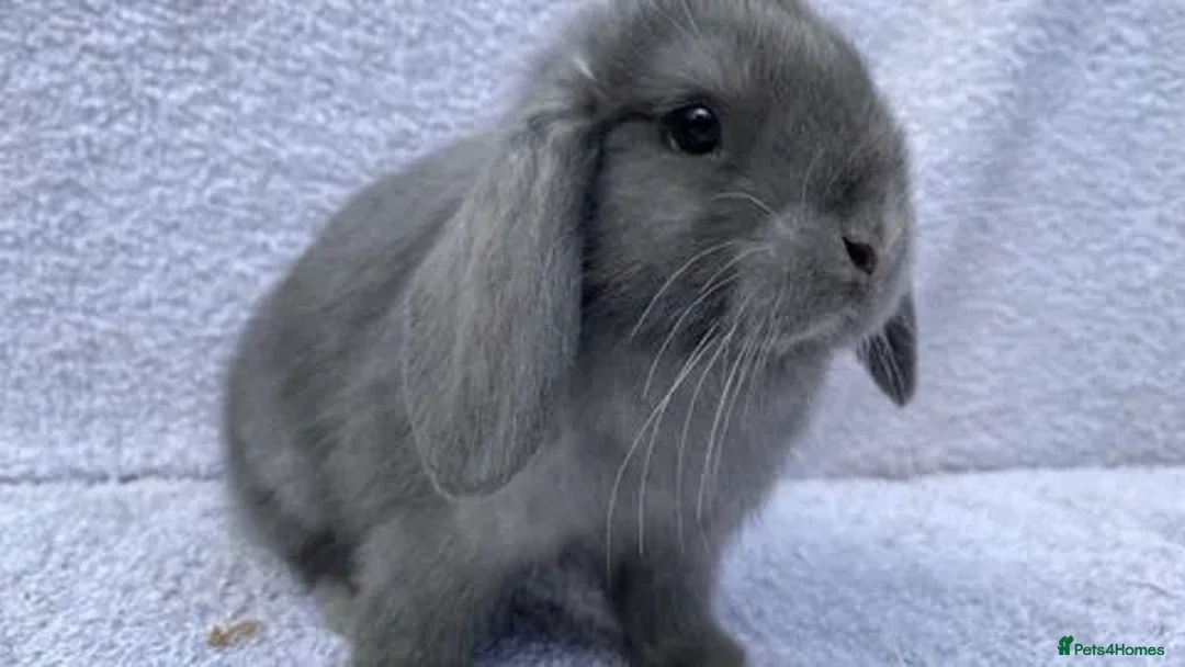 Mini Lop rabbits for sale: Stunning babies various ages vaccinated  - Advert 8