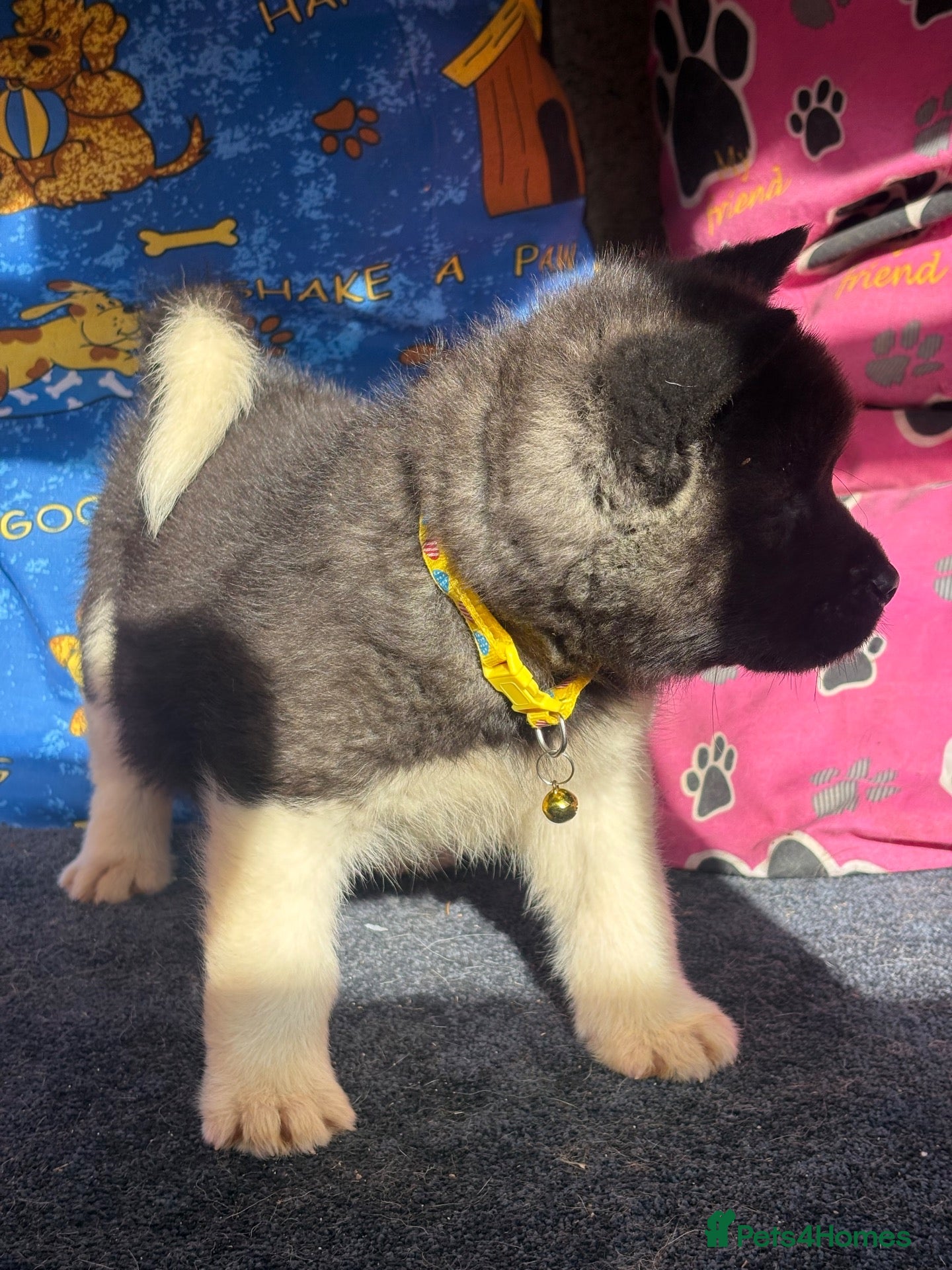 Akita dogs Beautiful American Akita Puppies - Advert 2