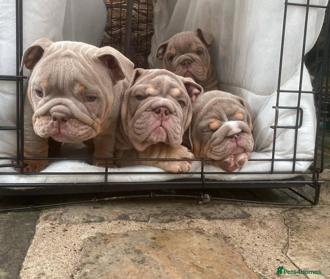 English Bulldog dogs for sale: Pedigree English Bulldog Puppies for sale •KC• - Image 6
