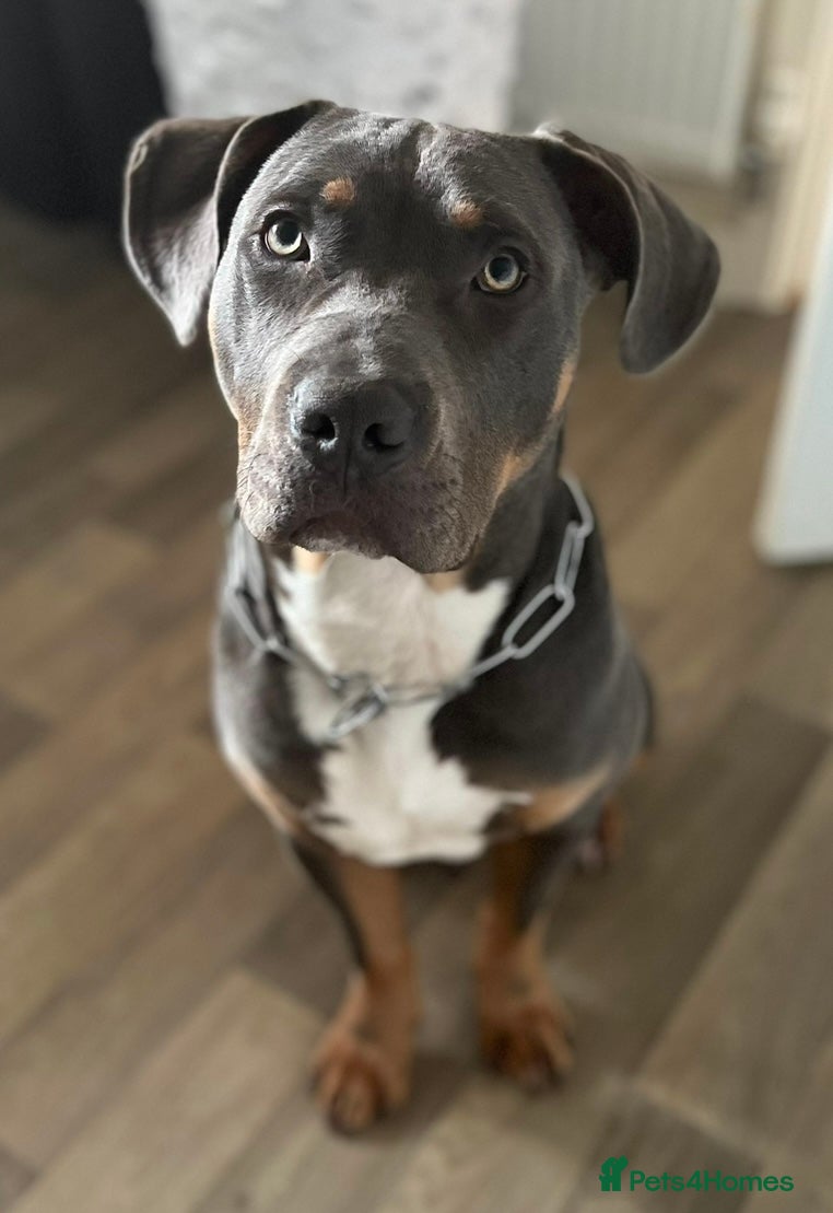 Mixed Breed dogs Stunning Boy - Advert 9