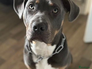 Mixed Breed dogs Stunning Boy - Advert 9