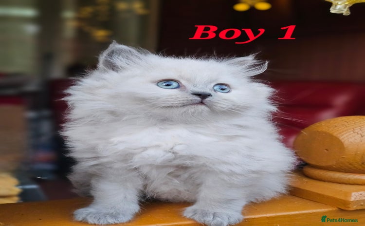 British Shorthair cats - Advert 5