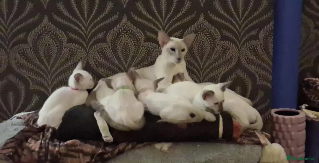 Siamese cats for sale: Male Siamese Kittens GCCF registered in Gretna - Advert 3