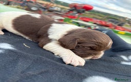 English Springer Spaniel dogs for sale: Gorgeous marked English Springer Spaniel pups  - Image 26