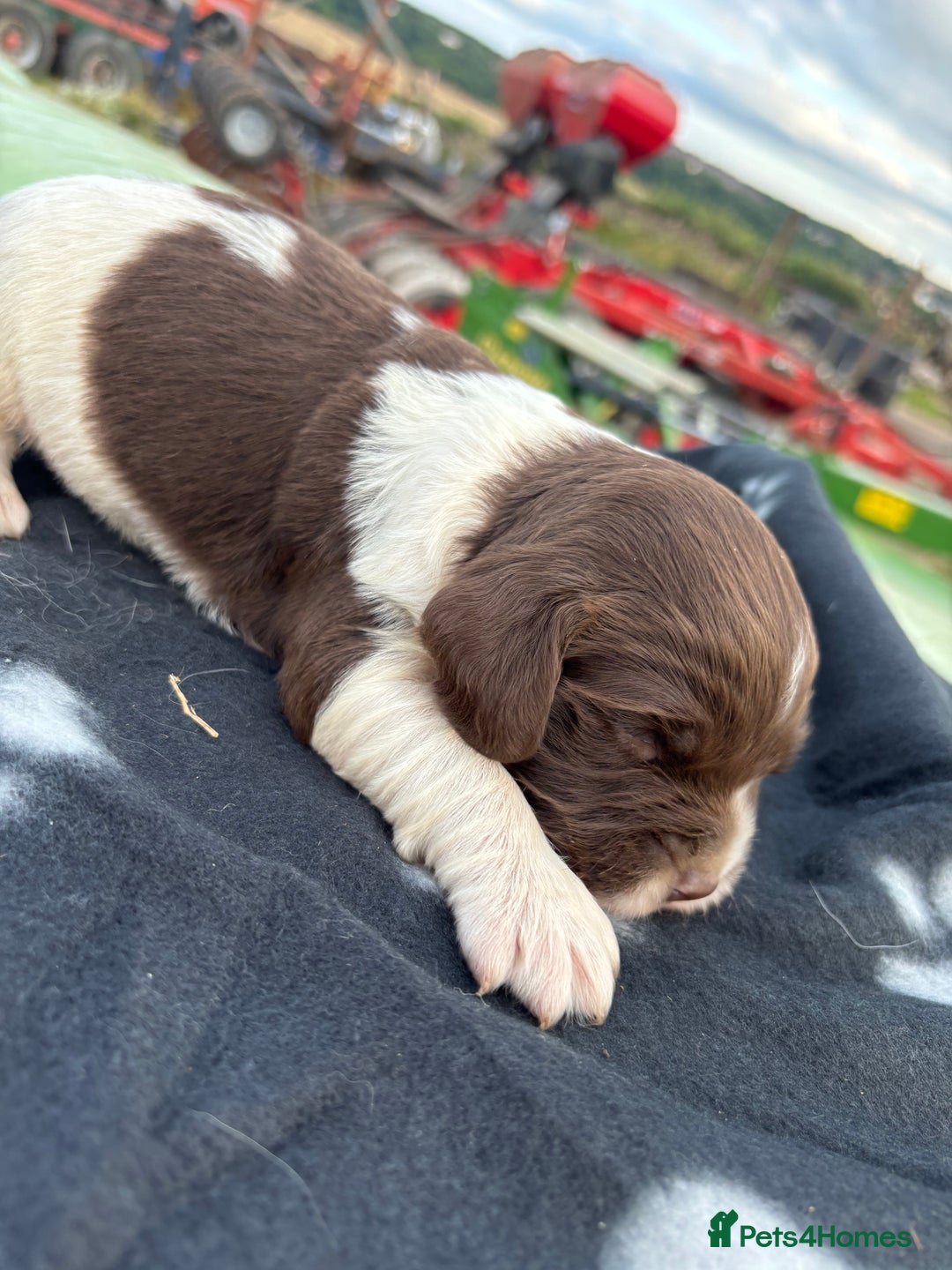 English Springer Spaniel dogs for sale: Gorgeous marked English Springer Spaniel pups  - Image 26