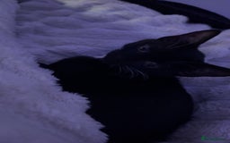 Mixed Breed cats for sale: 2 twin girls - Image 4