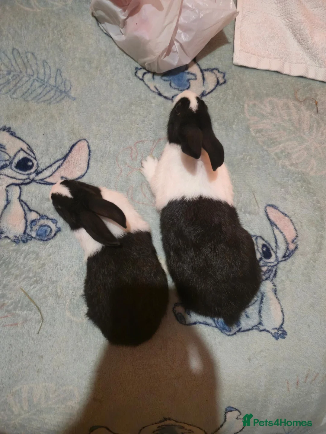 Dutch rabbits for sale: Dutch rabbit for sale - Advert 3