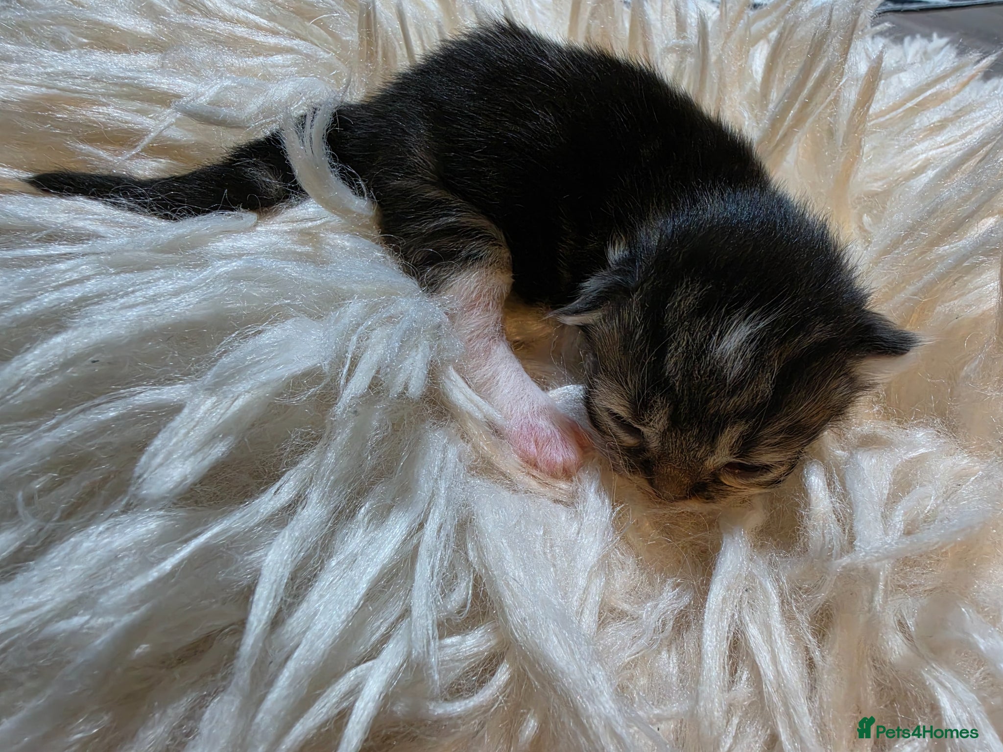 Persian cats for sale: Beautiful Persian Mix Kittens - Advert 23