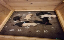 Labrador Retriever dogs for sale: Superb litter for working/competition/pet - Image 3