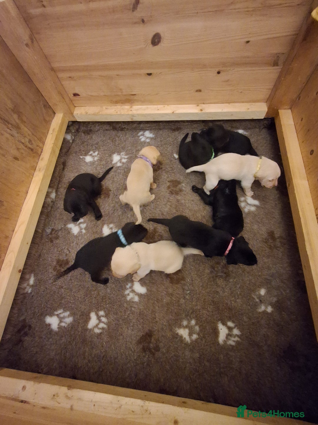 Labrador Retriever dogs for sale: Superb litter for working/competition/pet - Image 3