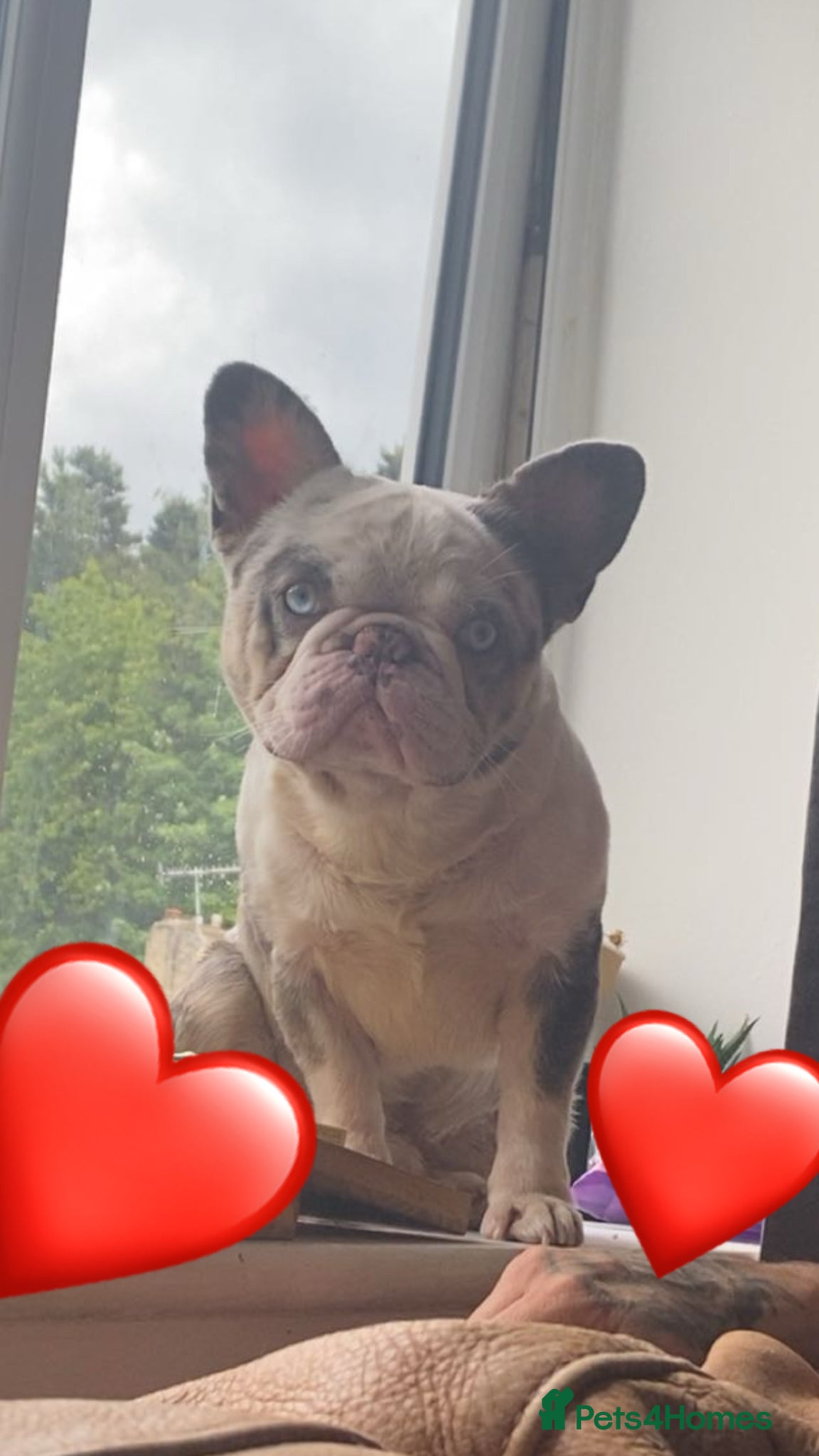 French Bulldog dogs Tank  - Advert 15