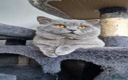British Shorthair cats for stud: GCCF Active BLUE BOY for stud 💙 in Bexleyheath - Image 1