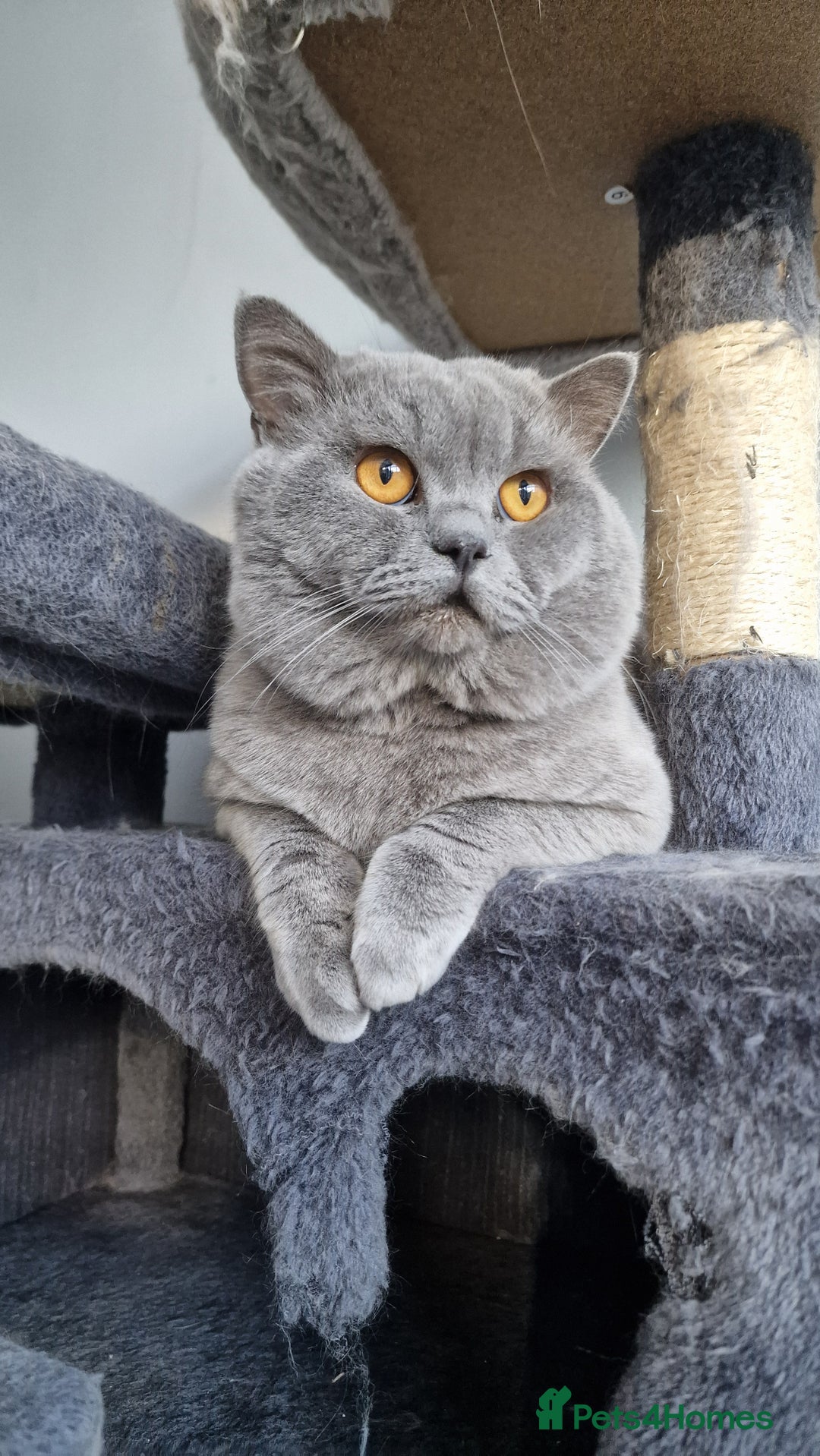 British Shorthair cats for stud: GCCF Active BLUE BOY for stud 💙 in Bexleyheath - Image 1