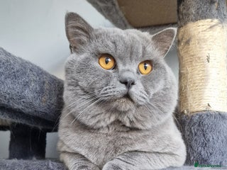 British Shorthair cats in Bexleyheath - Advert 25