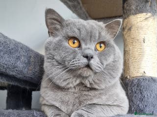 British Shorthair cats GCCF Active BLUE BOY for stud 💙 in Bexleyheath - Advert 16
